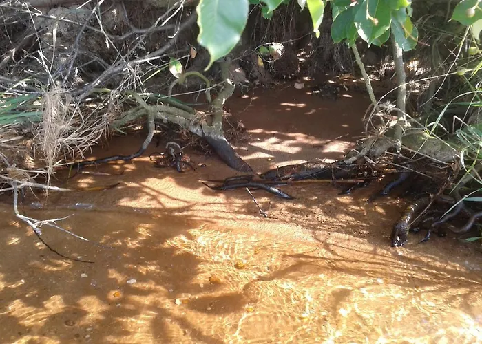 Schöni * Senftenberg